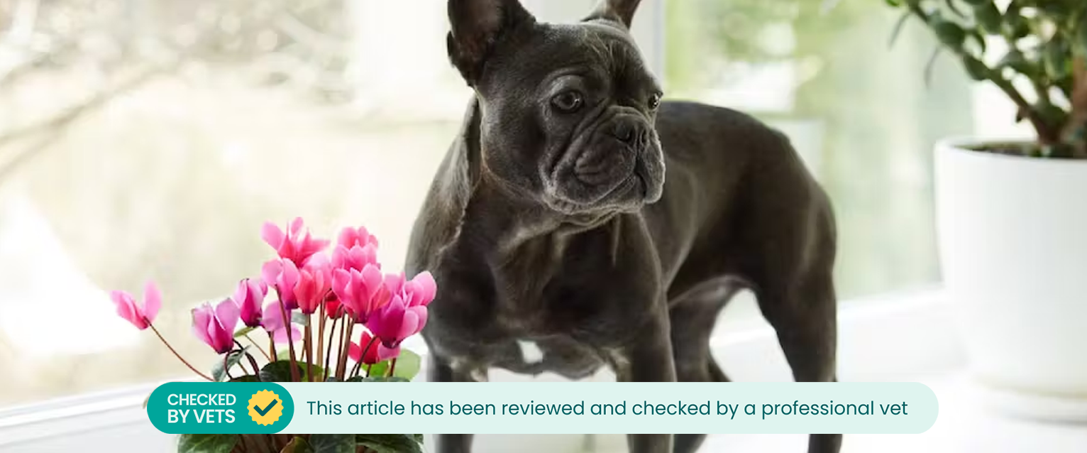 A French Bulldog on a windowsill next to cyclamen flowers