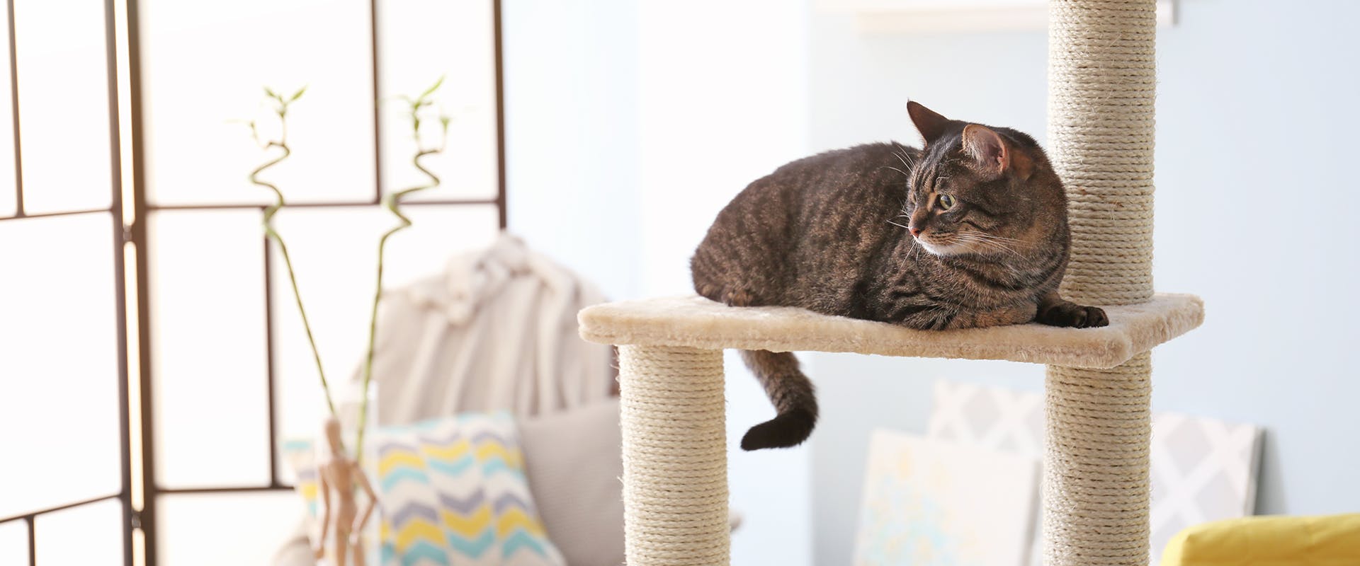 A cat sitting on a level of a modern cat tree