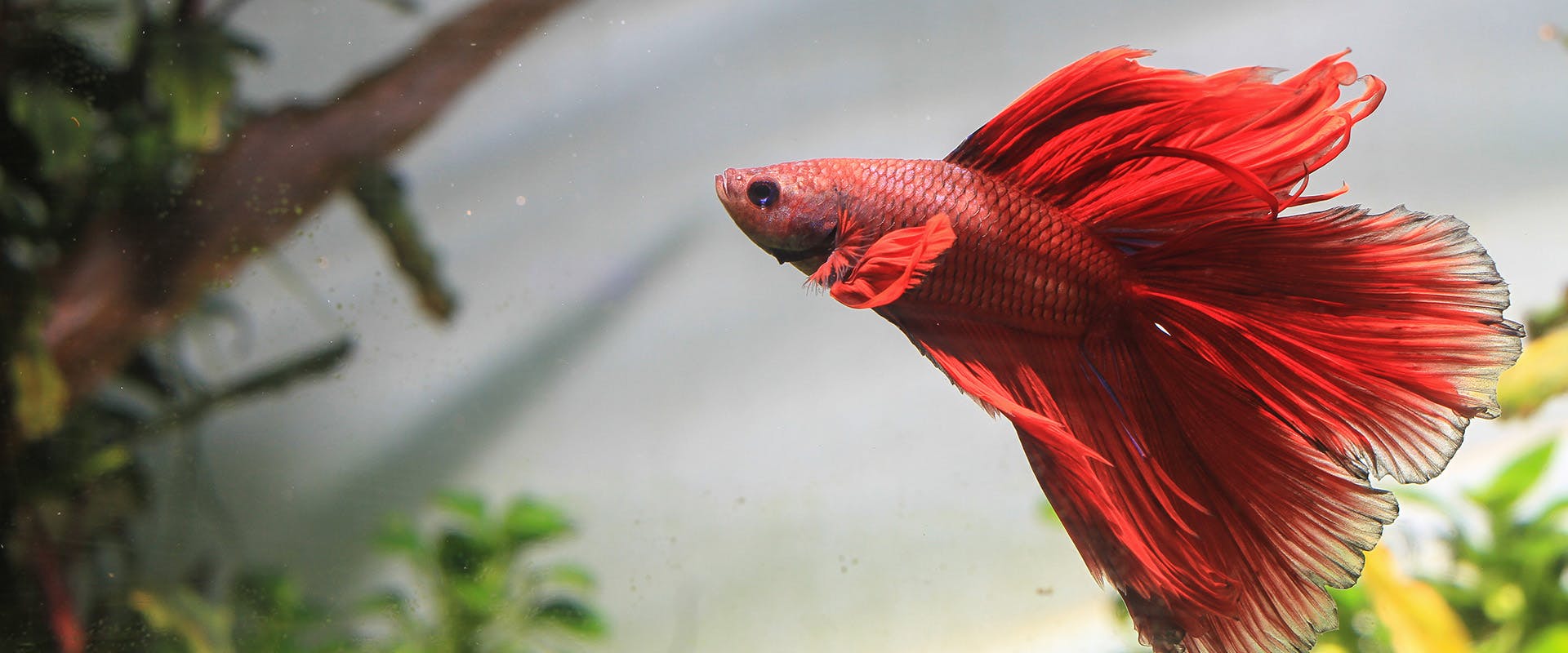 A red betta fish swimming in a tank
