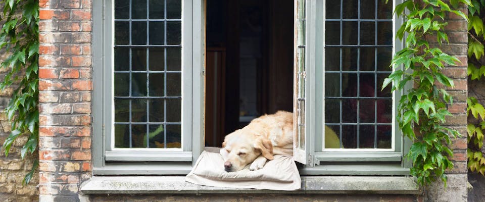 Dog sleeping in a Bruges window