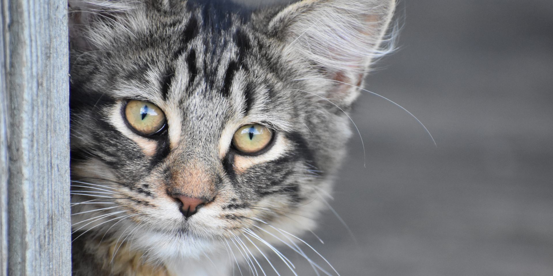 A long-haired tabby cat looking out from a wooden doorway.