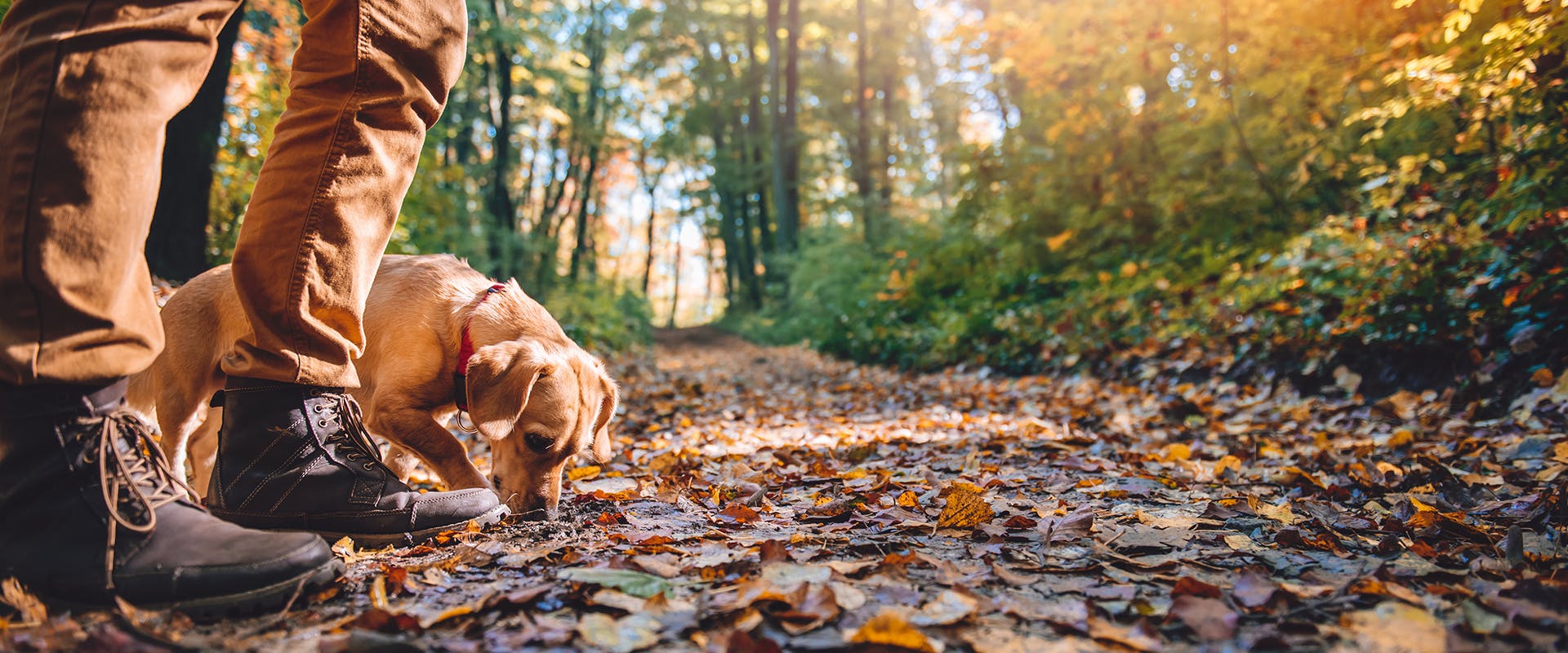 A person and their dog out for a walk in the forest, the dog sniffing at fallen autumn leaves