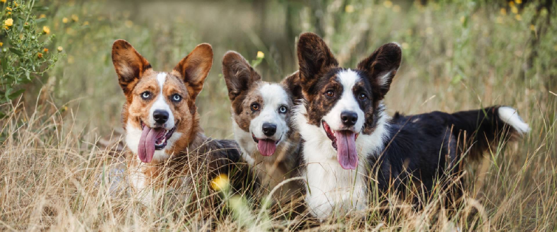 Three Cowboy Corgis