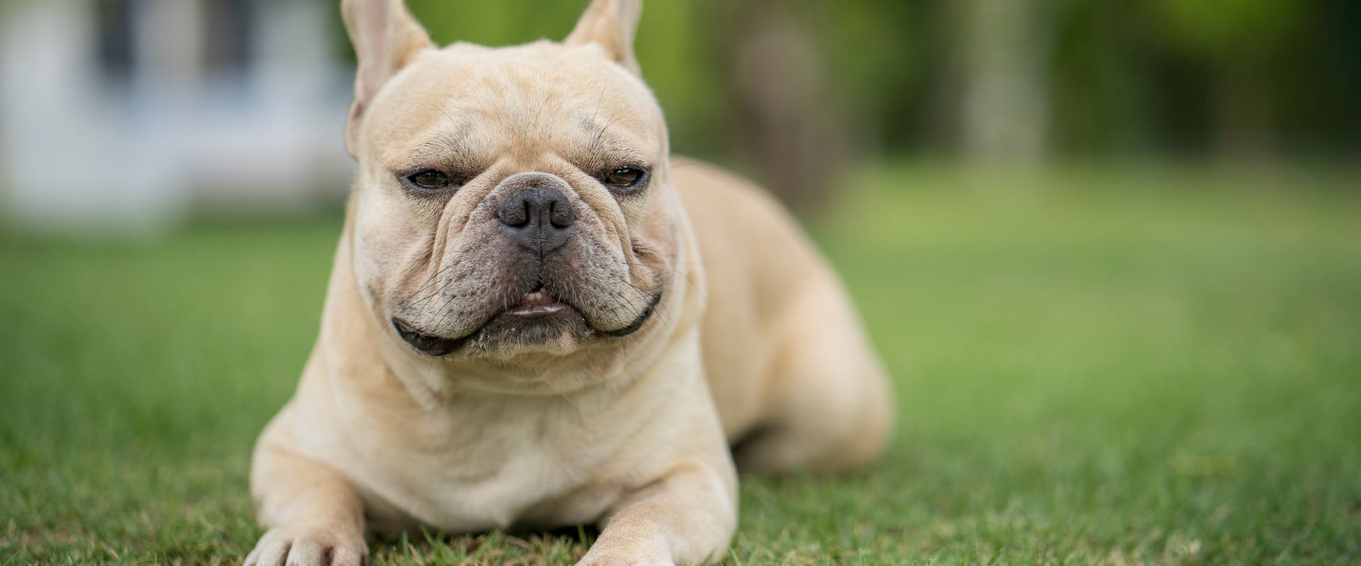 blond french bulldog sitting on the grass in a park