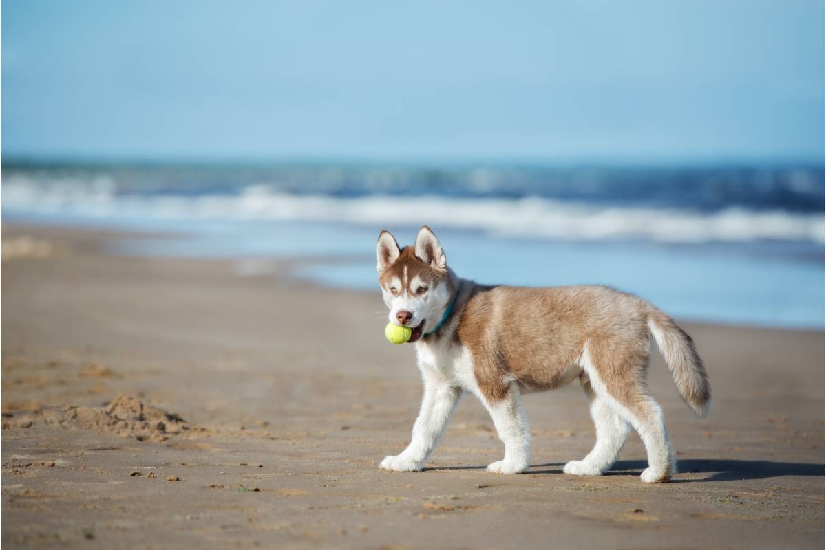 Alaskan Malamute vs. Siberian Husky | TrustedHousesitters.com, image size:1200x800