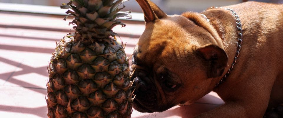 French Bulldog sniffing a pineapple