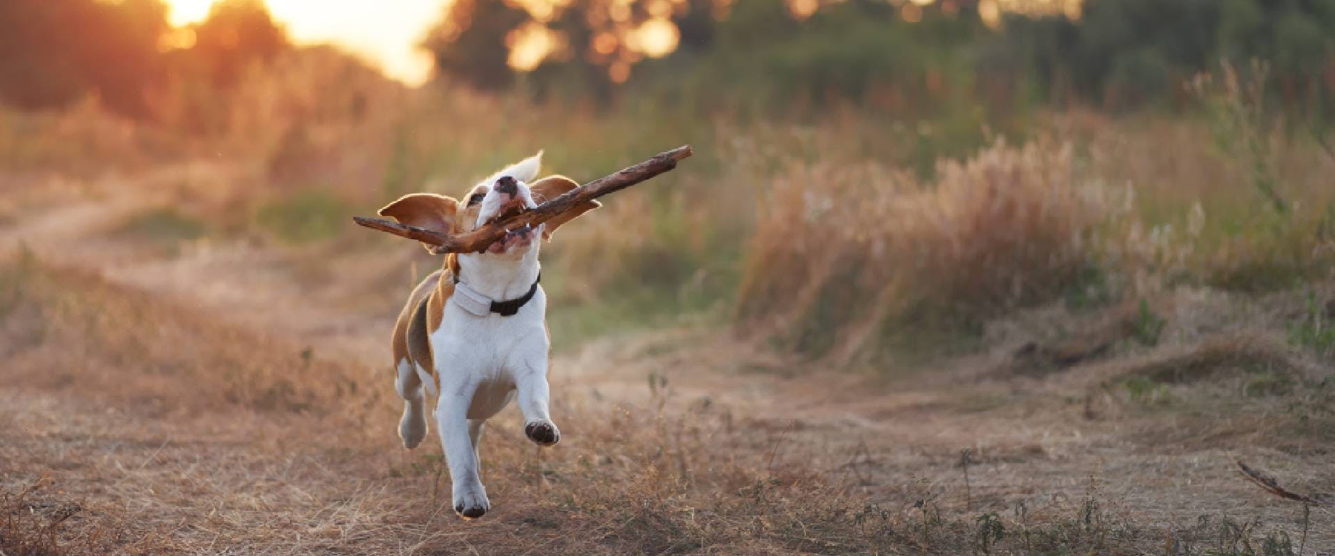 dog running with a stick in their mouth