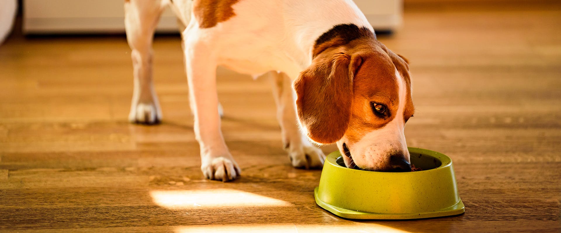 A dog eating from a green plastic dog bowl