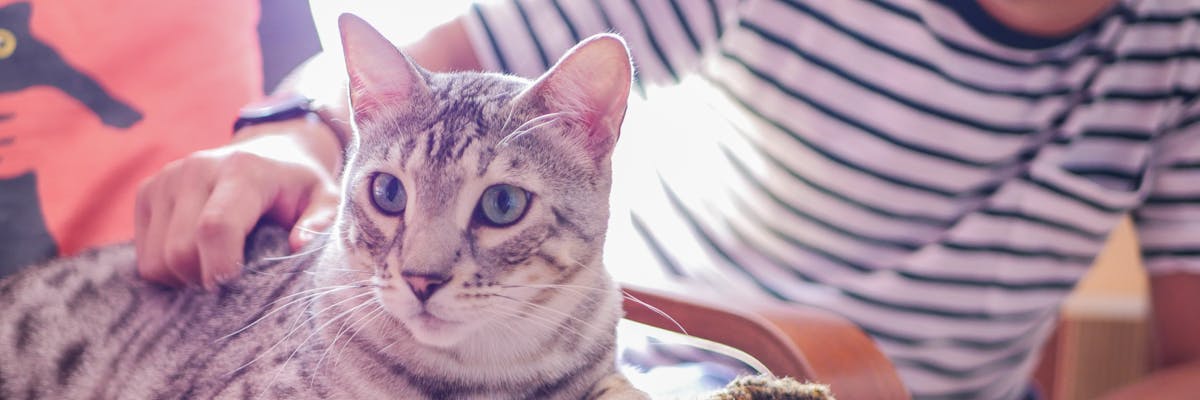 A tabby cat being stroked by its owner