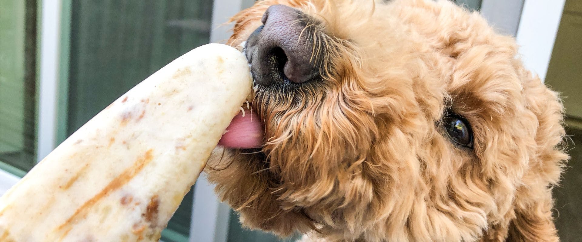 Dog eating peanut ice lolly
