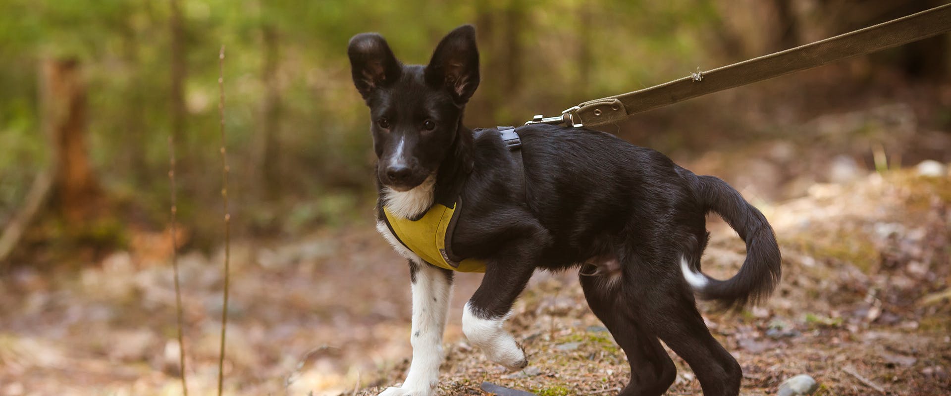 A dog wearing a dog harness walking through woods