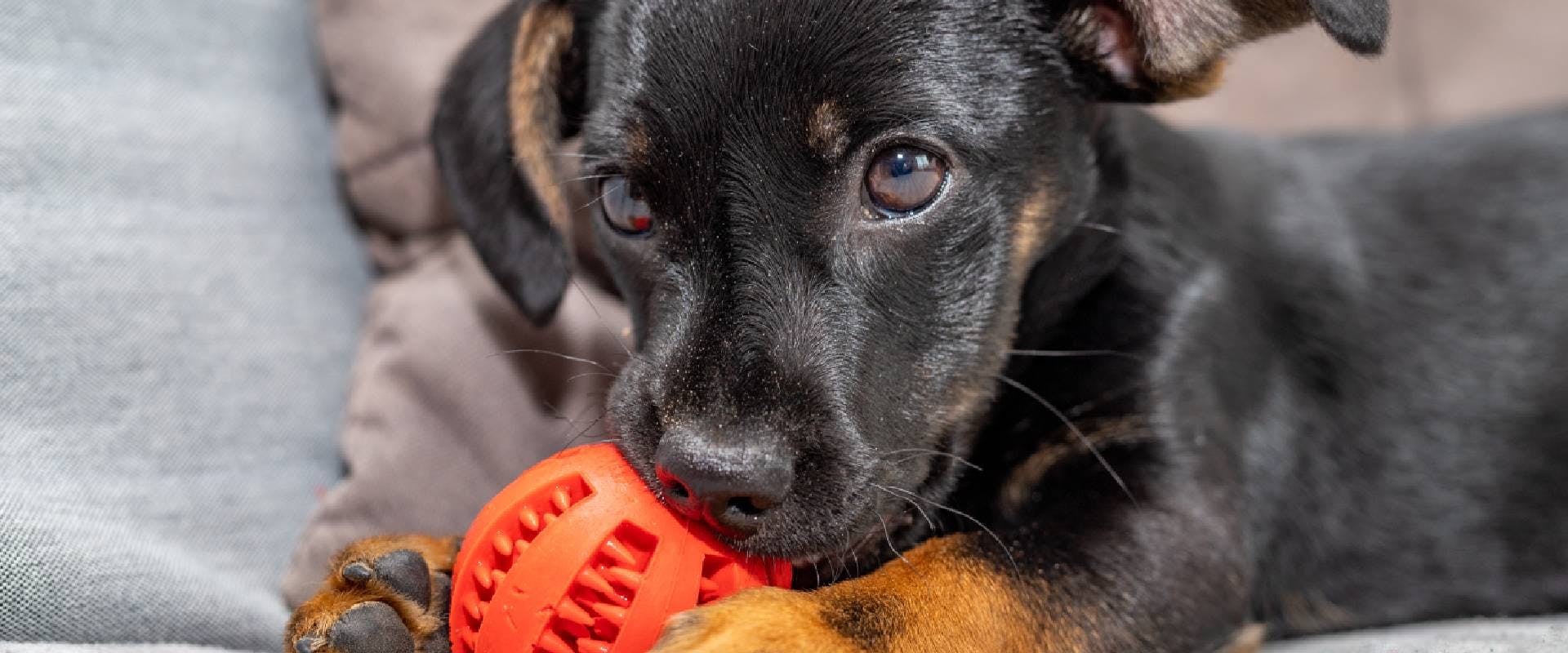 Rottweiler puppy chewing on a toy