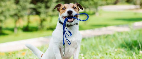 Jack Russell holding a lead in their mouth