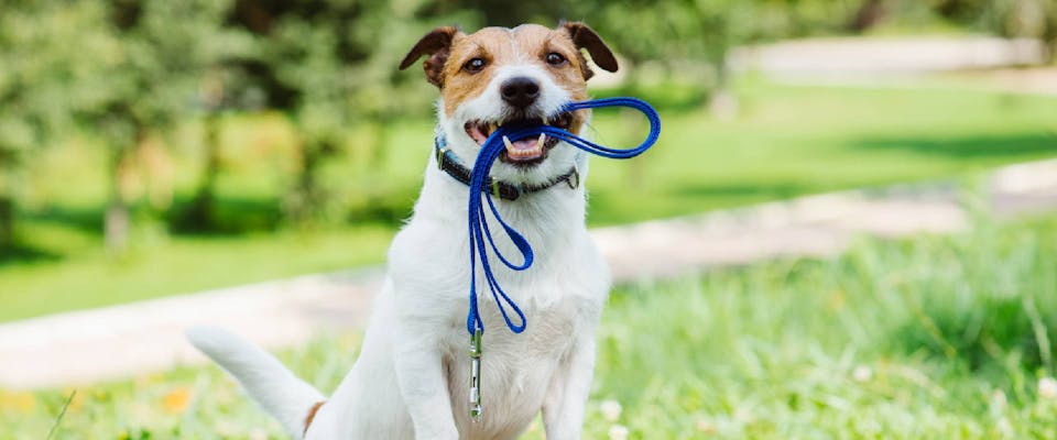 Jack Russell holding a lead in their mouth