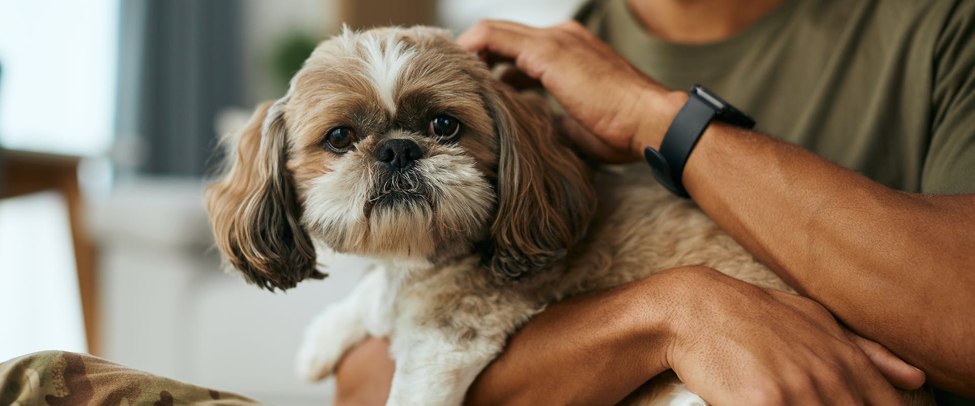 A person holding a Shih Tzu dog in their arms