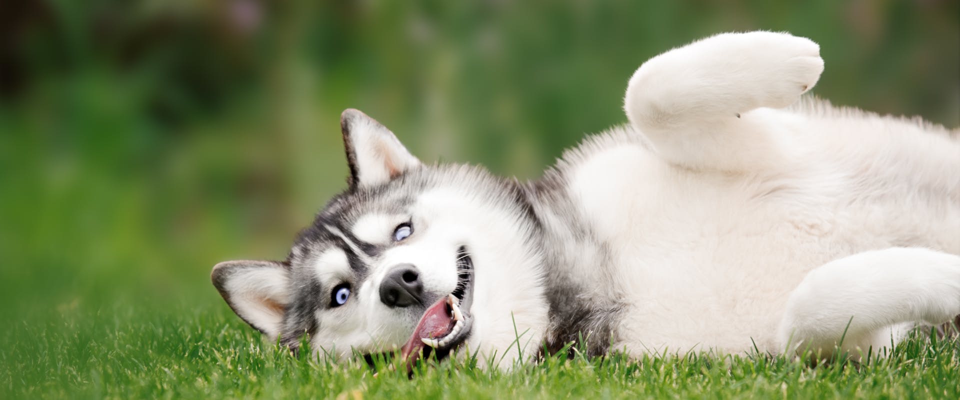 A Husky lies on its side in some grass.