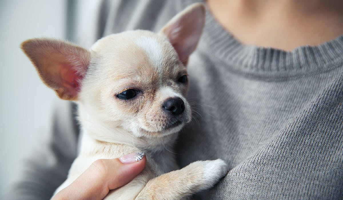 A woman wearing a grey jumper holding a small beige Chihuahua in her arms