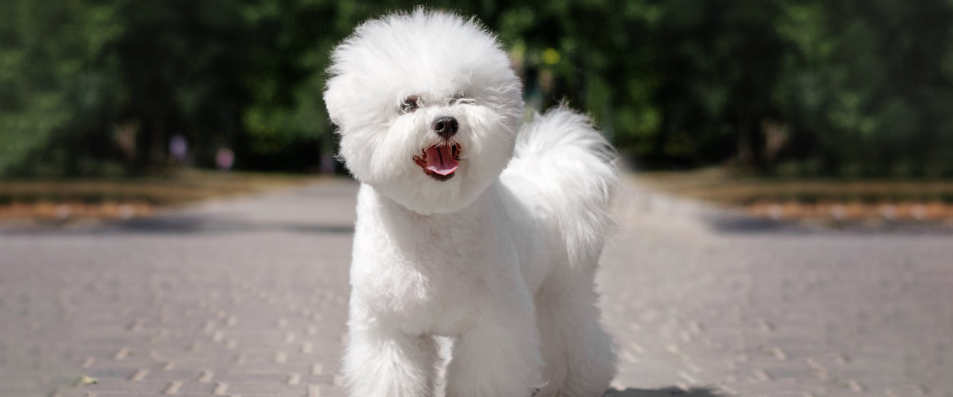 A white, fluffy Bichon Frise dog standing on a grey path lined with trees