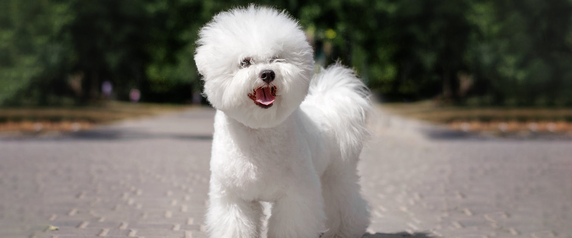 14 Dogs That Don't Shed 14 Dogs That Don't Shed