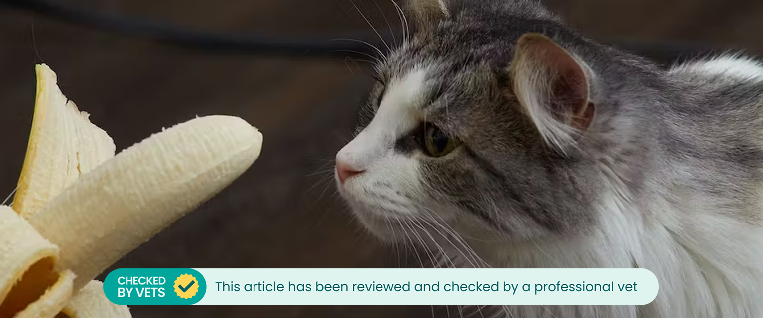 Can cats eat bananas? A cat sniffing at a banana