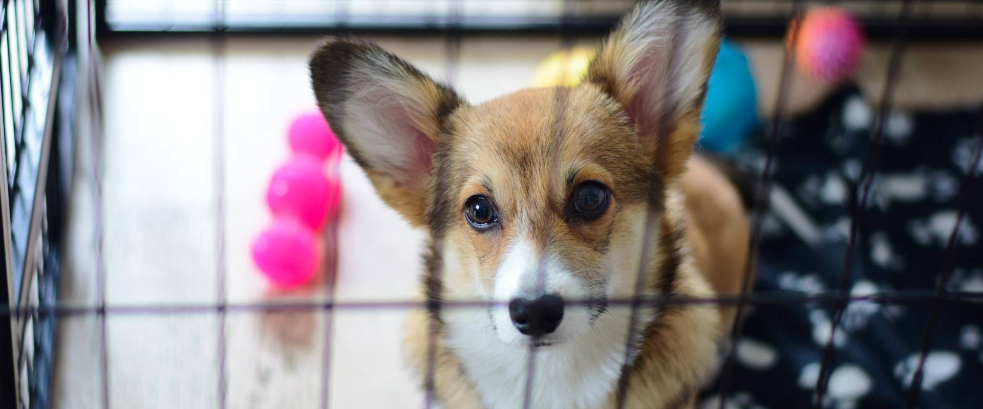 a adult dog corgi sat in a comfy crate looking out through the bars