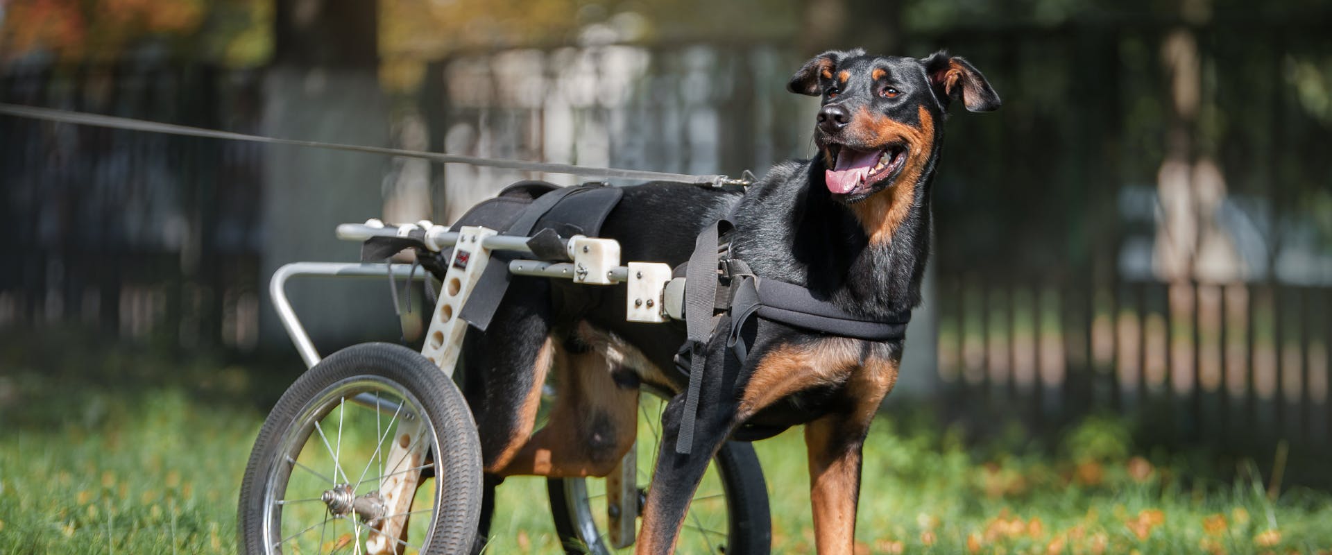 A dog using a wheelchair.