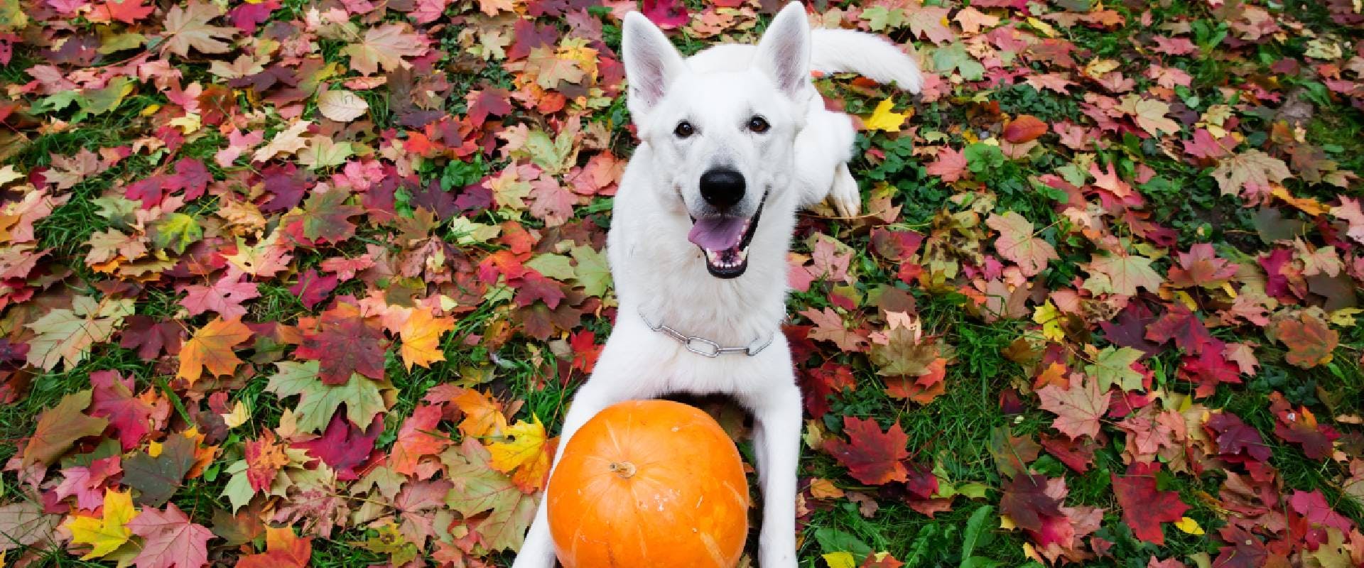 White dog laying next to a pumpkin on an autumn day