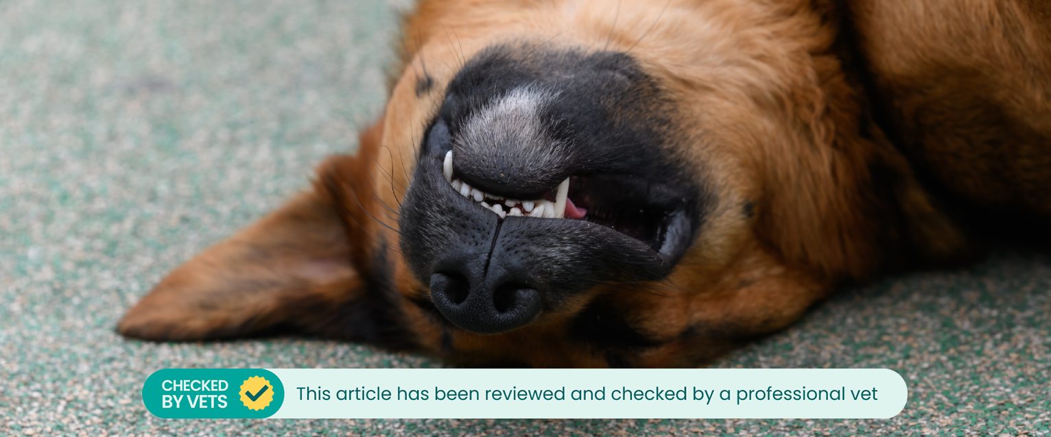 A dog sleeps on its back.