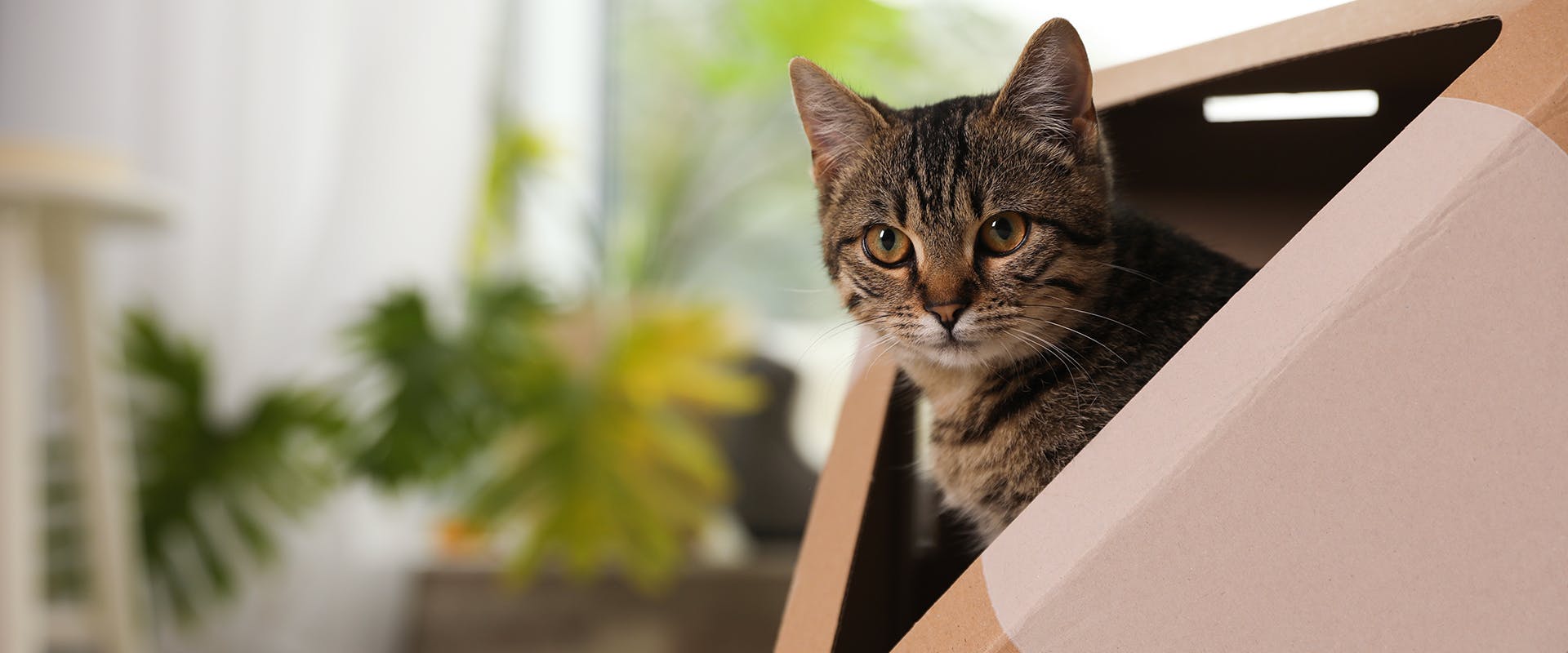 A cat sitting inside a cat cardboard house