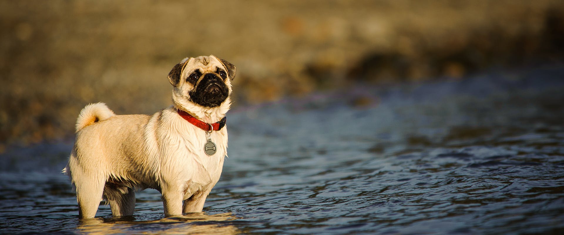 A pug standing in a river