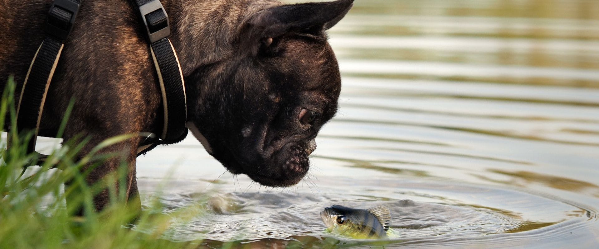 Small brown dog looking at a river fish