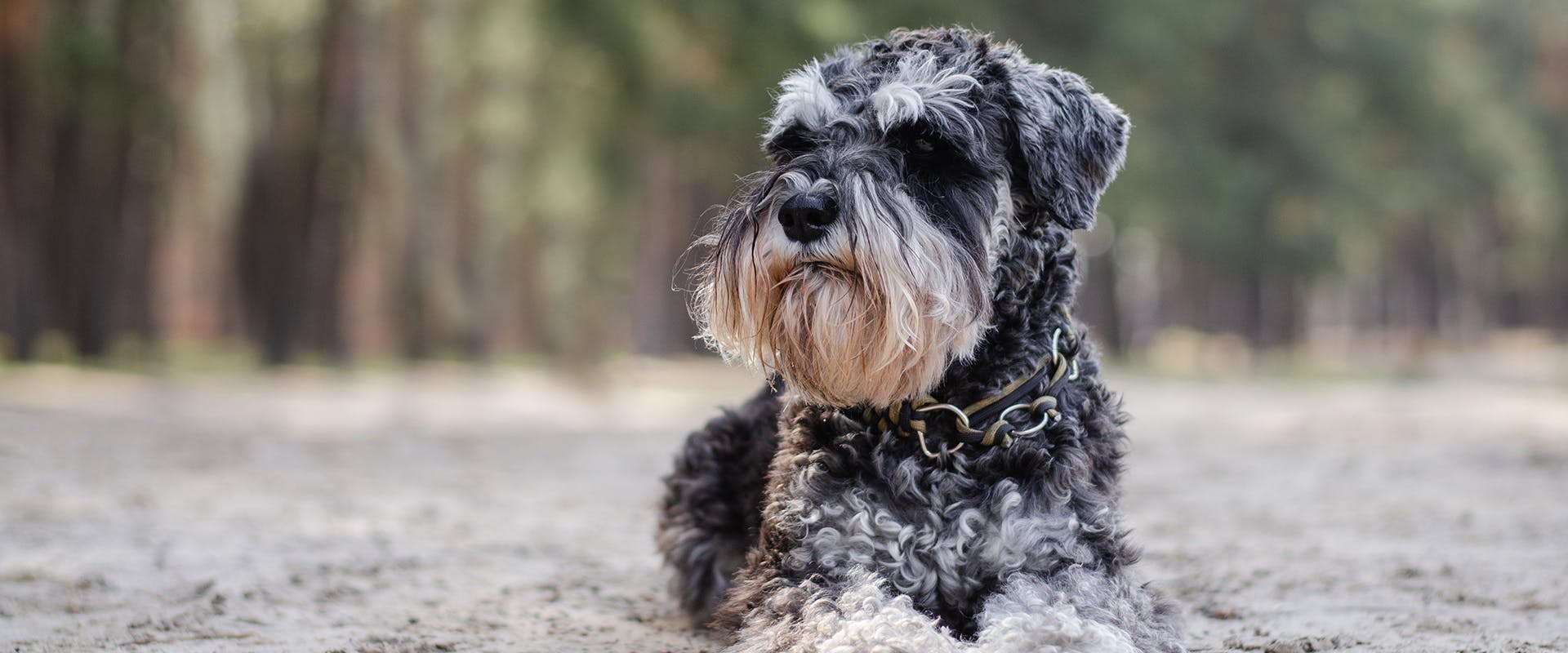 A miniature Schnauzer dog sitting on a sandy beach