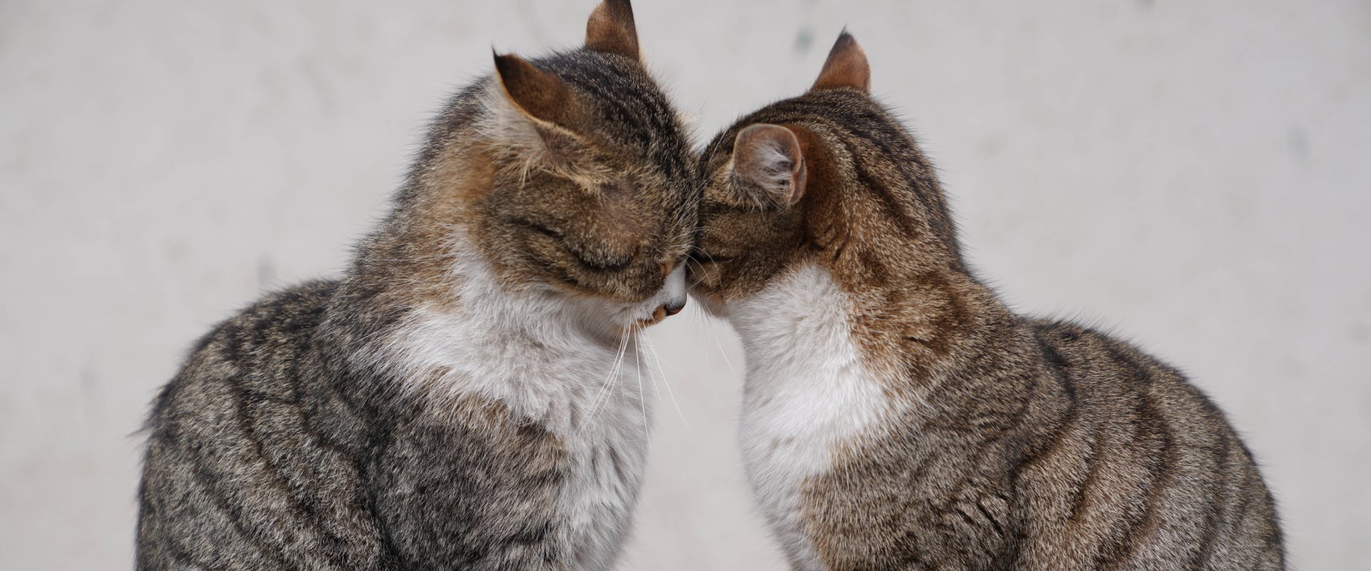 two tabby cats head bumping and exchanging scents