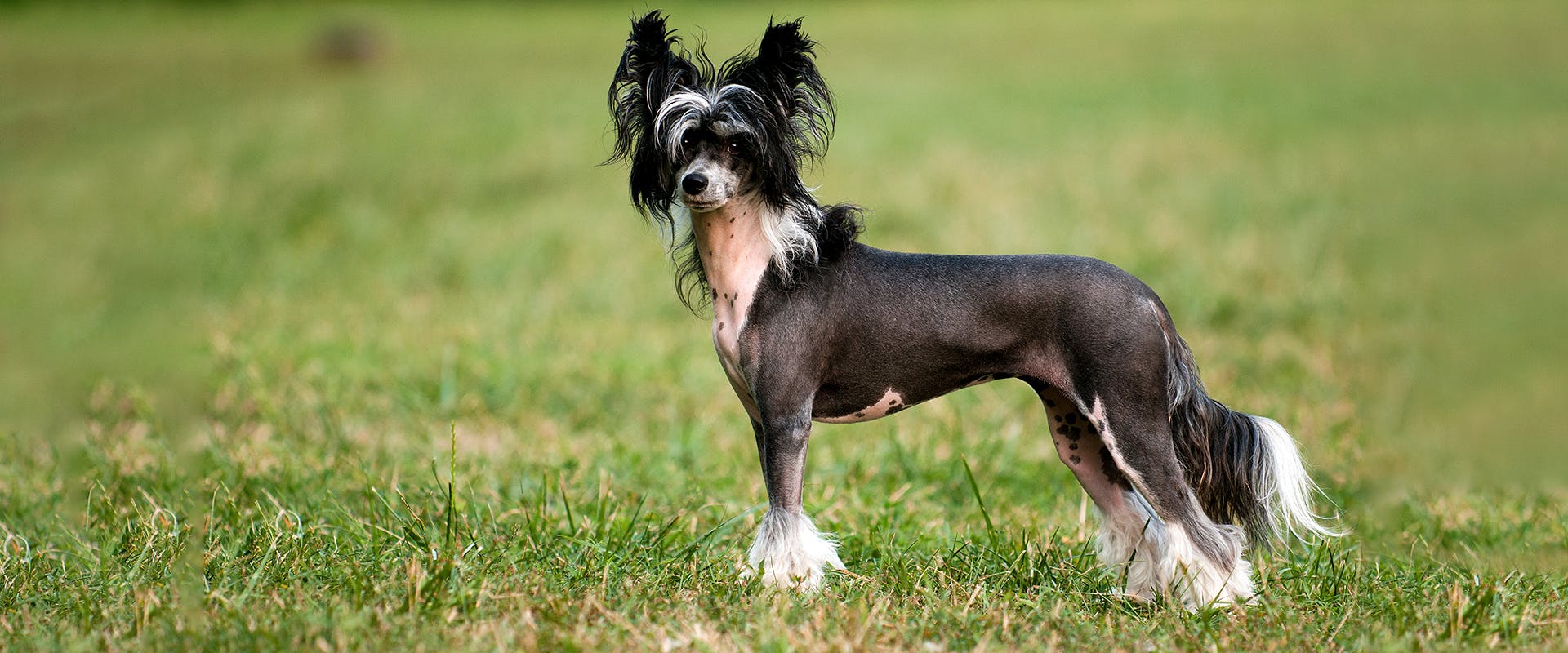 A black and white Chinese Crested dog standing in a field of green grass