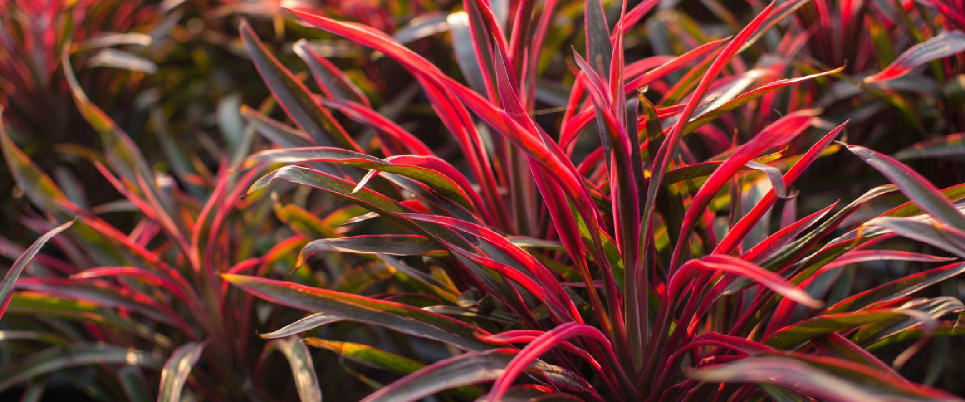 Is Cordyline Toxic to Dogs?