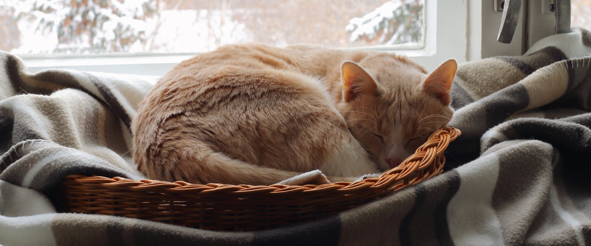 A cat curls up in a basket.