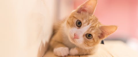 Popular cat names - a cute ginger and white kitten