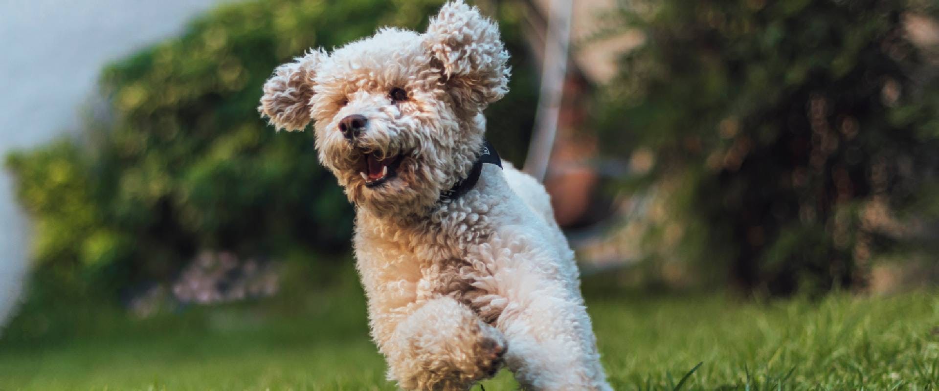Miniature Poodle running