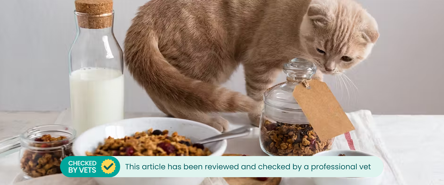 A cat standing on a breakfast table, surrounded by bowls of granola and raisins