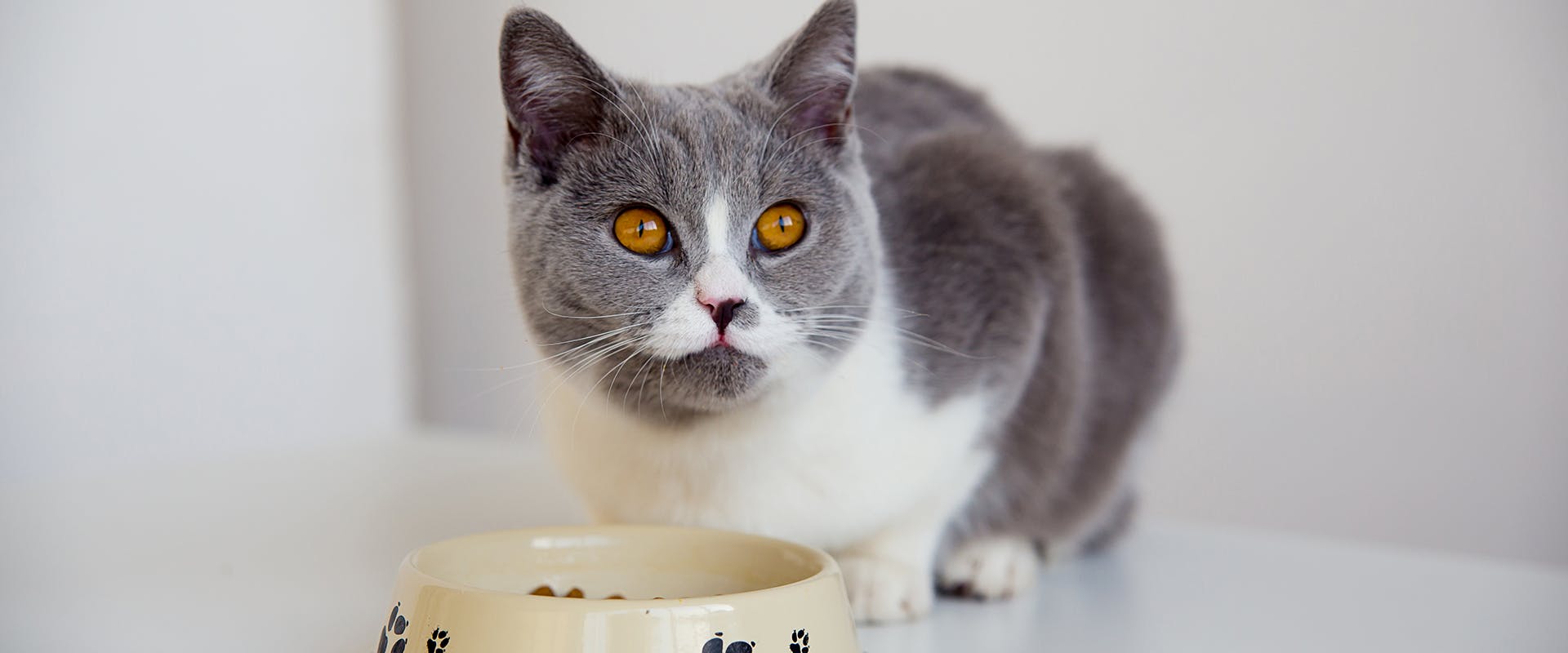 A cat looking up, with a full bowl of food on the floor