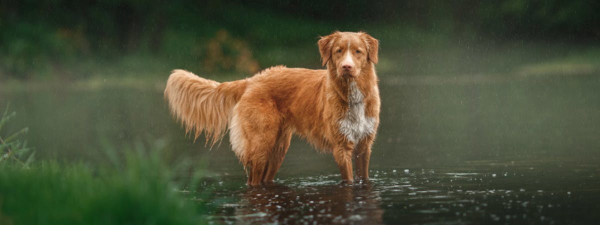 A dog in a lake