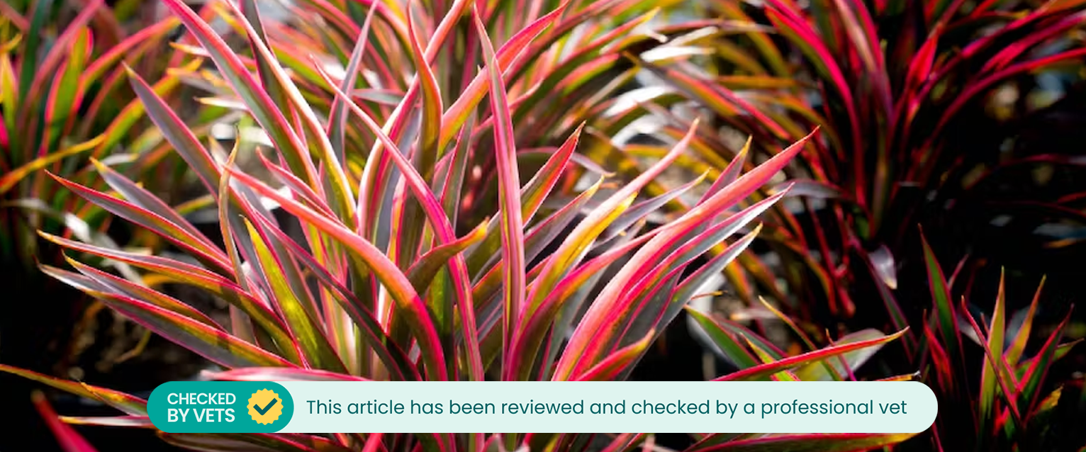 Striped cordyline plants