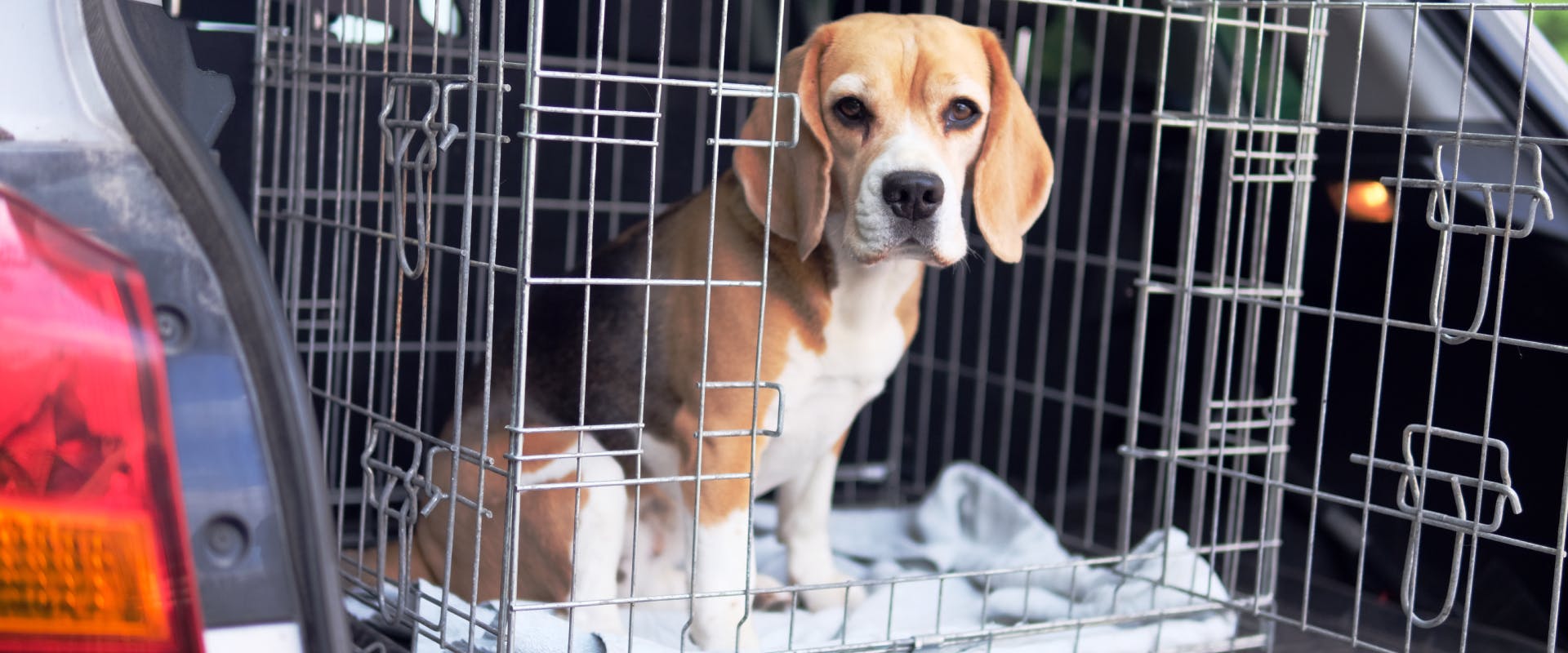 a beagle in a metal travel dog kennel in the boot of a car