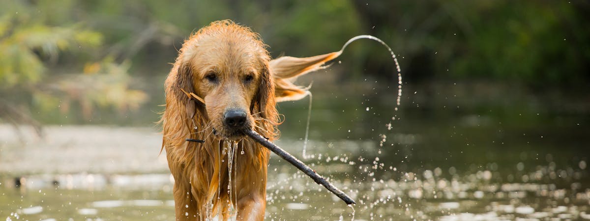 Labrador in a river, holding a stick in its mouth