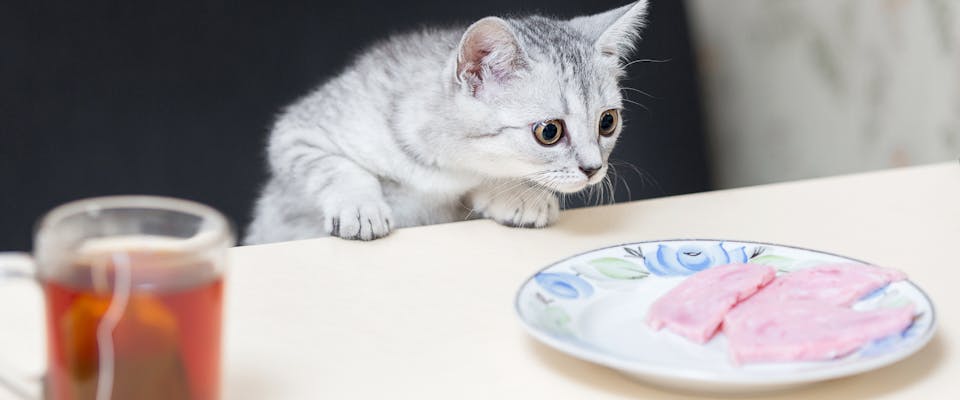 Can Cats Eat Ham TrustedHousesitters can-cats-eat-ham-trustedhousesitters
