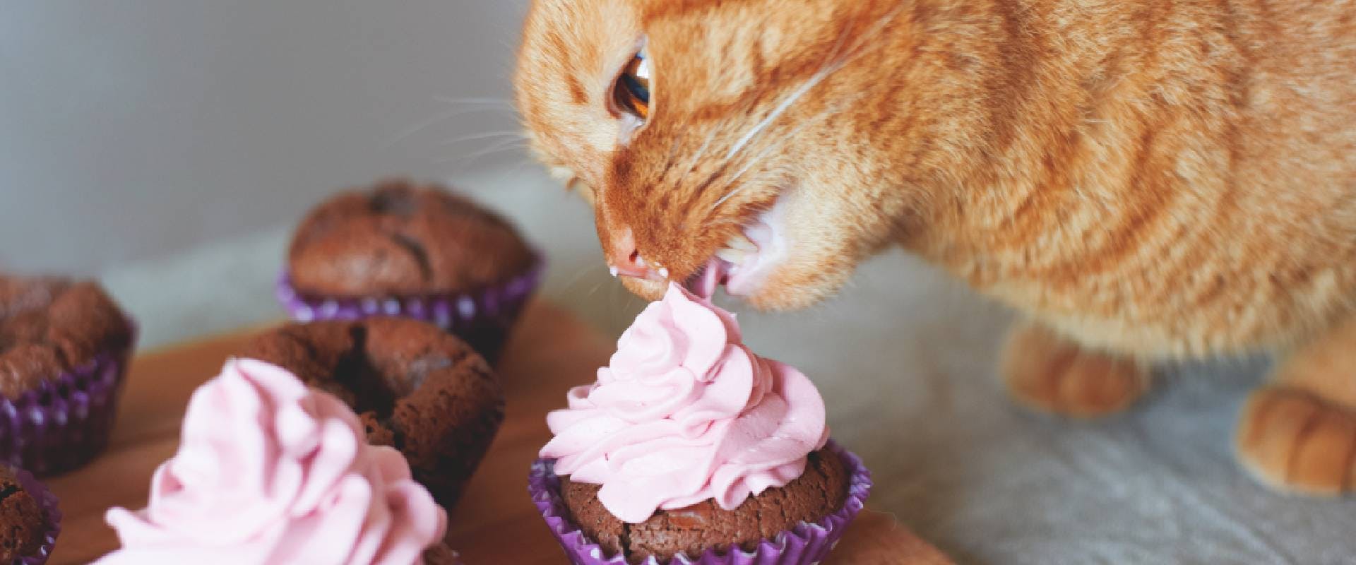 Cat eating butter icing