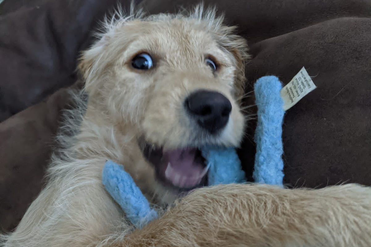 A puppy holding a blue toy, looking excitedly at the camera