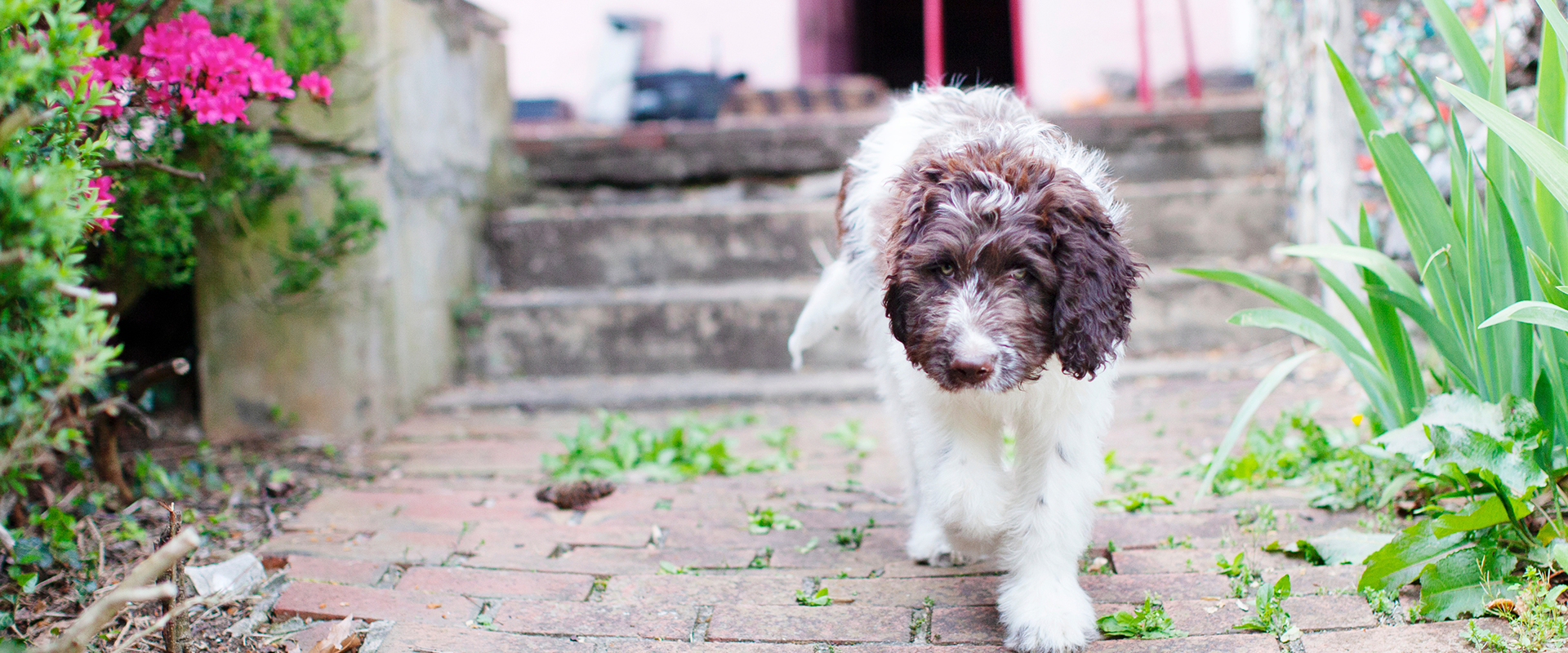 A Newfypoo dog walking through a paved backyard