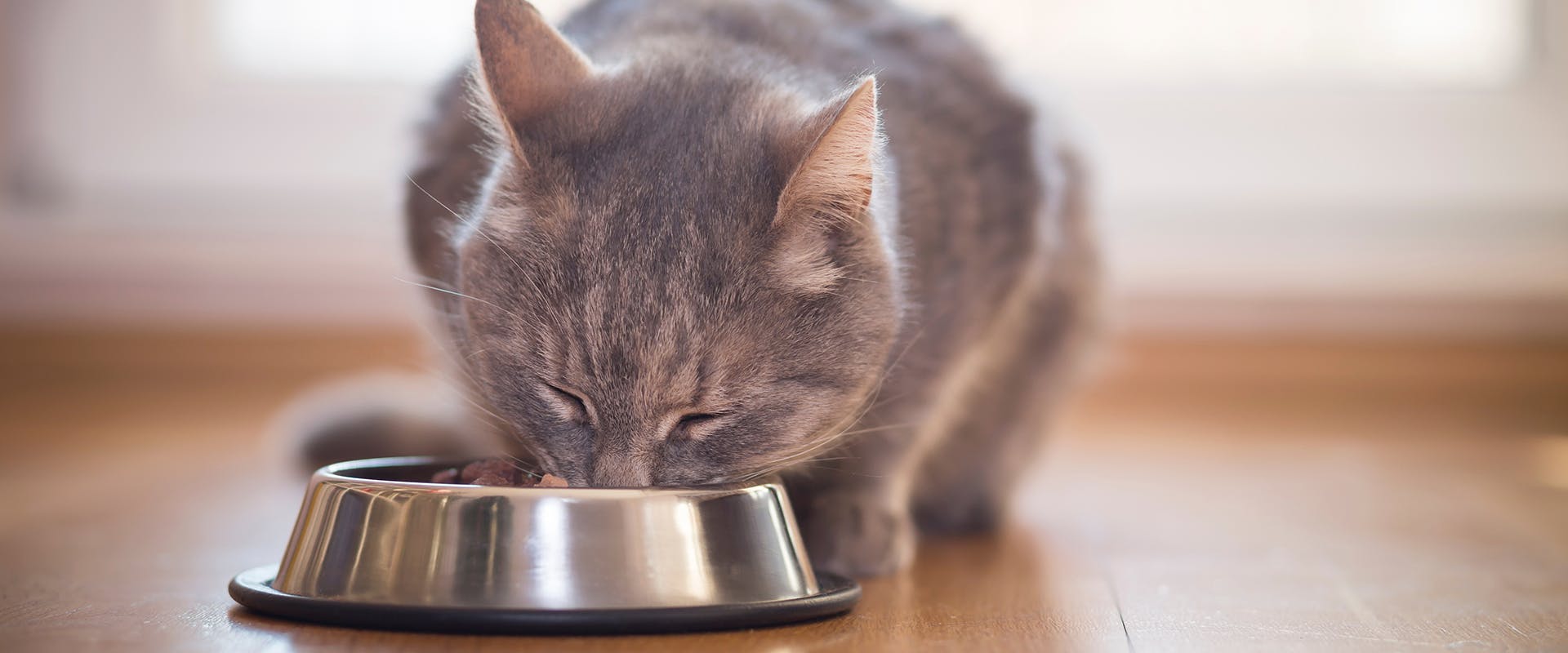 A senior cat eating a bowl of healthy cat food