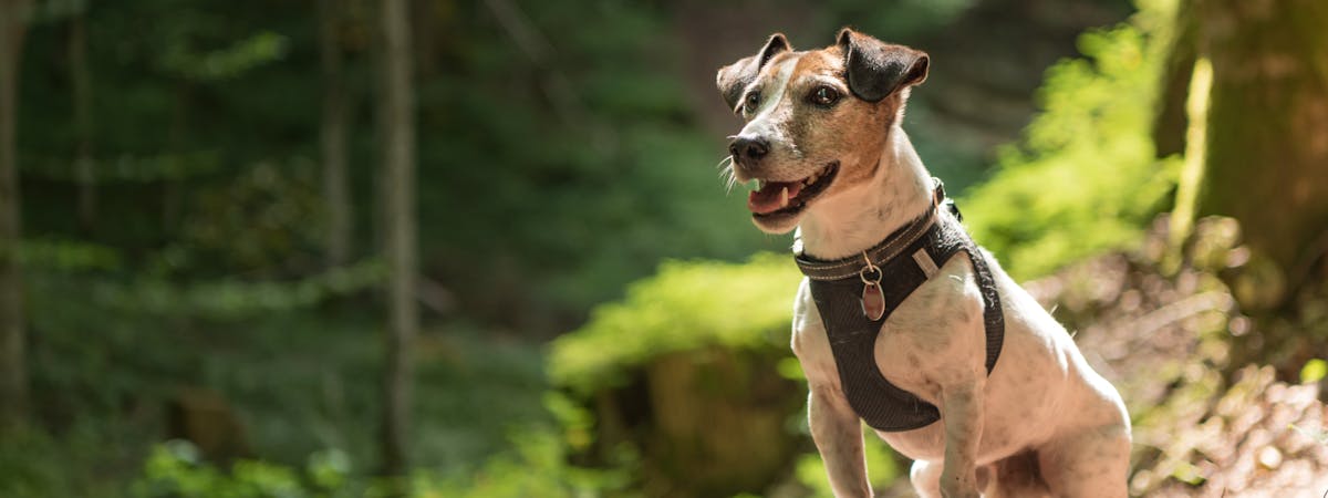 Small Jack Russell dog wearing a harness, on a hike in the forest